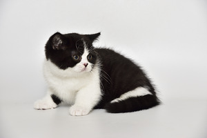 British kittens