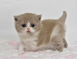 British kittens (3 valokuva sivusta 7)