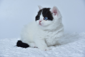 British kittens (1 valokuva sivusta 4)