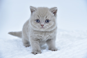 British kittens (4 valokuva sivusta 4)
