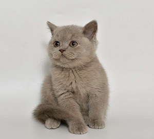 Британские котята