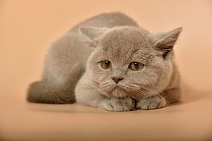 Британский котята
