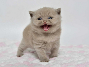 Британский котенок (5 фото из 6)