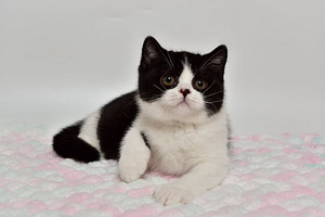 British kittens (4 valokuva sivusta 7)