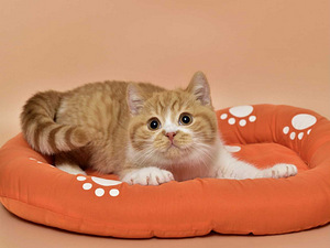 British kittens (6 valokuva sivusta 7)
