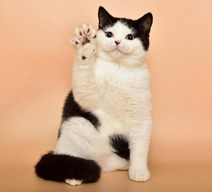 British cat (1 valokuva sivusta 2)