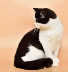 British cat (2 valokuva sivusta 2)