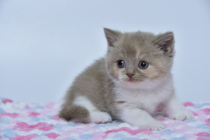 British kittens (3 valokuva sivusta 7)
