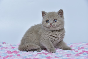 British kittens (4 valokuva sivusta 7)