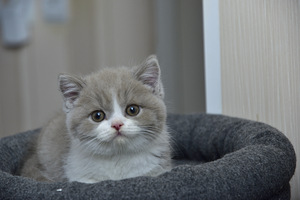 Briti kassipojad (3 foto / 6)