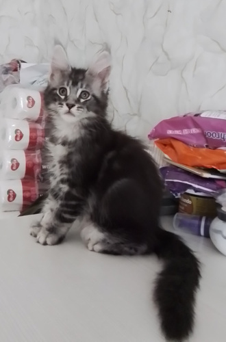 Maine Coon