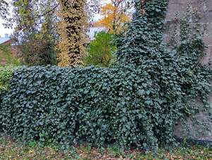 Luuderohu võsud õue (2 foto / 6)