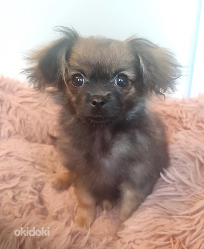 Minikokoinen poikapentu