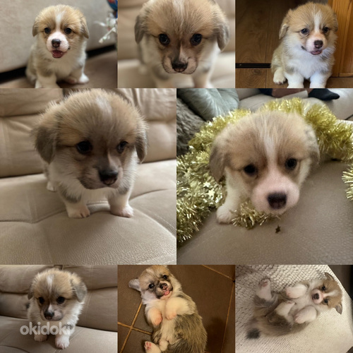 Pārdod Velsas korgija pembroka kucēnus