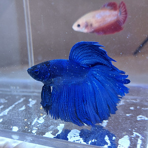 Сиамская бойцовая рыбка (Betta splendens) (3 фото из 4)