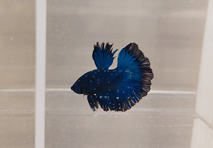 Сиамская бойцовая рыбка (Betta splendens) (4 фото из 4)