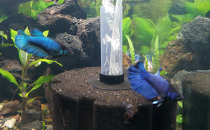 Siamese fighting fish (Betta splendens) - females (1 foto / 6)