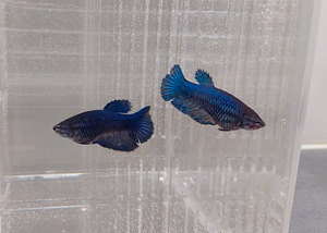 Siamese fighting fish (Betta splendens) - females (6 foto / 6)