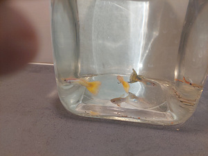 Free Fish Giveaway! (1 foto / 3)