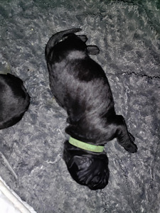 Cane corso pentuja (4 valokuva sivusta 10)