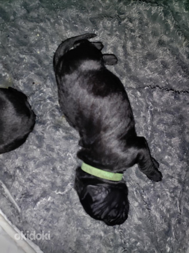 Cane corso pentuja (4 sivusta 10)