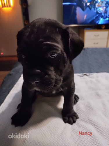 Cane corso pentuja (10 sivusta 10)