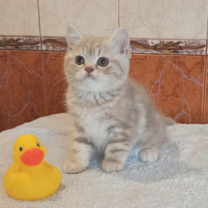 Британские котята (2 фото из 5)