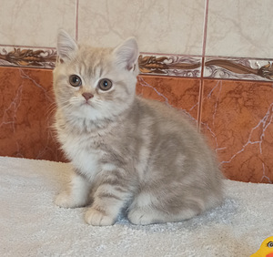 Британские котята (4 фото из 5)