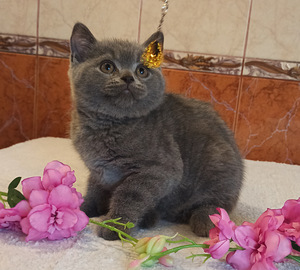 Британские котята (5 фото из 5)