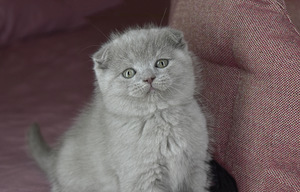 Lilla scottish fold poiss (1 foto / 5)