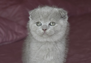Lilla scottish fold poiss (5 foto / 5)