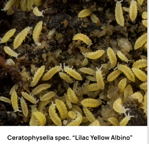 Ceratophysella spec. “Lilac Yellow Albino” (1 foto / 1)