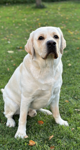 Labrador otsib pruuti