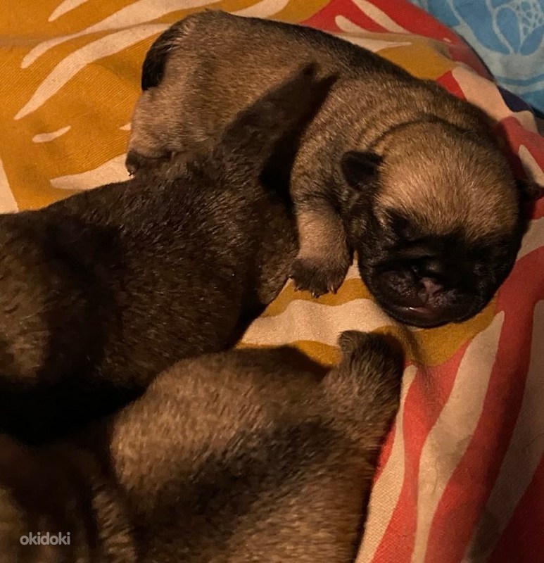 Mopsi kutsikad Maardu, Harjumaa Loomad, Koerad osta ja müü okidoki