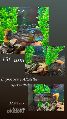 Рыбки