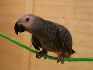 Жако