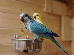 Монах