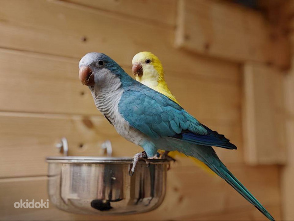 Munkpapagoi