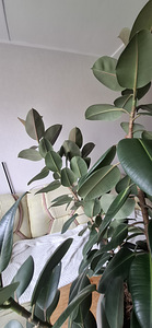 Фикус (2 фото из 3)