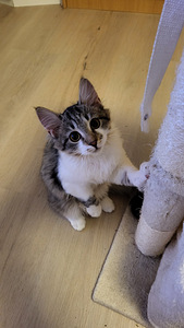 Kissanpennut (2 valokuva sivusta 5)