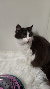 Söpöjä ystävällisiä kissanpentuja (6 valokuva sivusta 8)