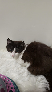 Söpöjä ystävällisiä kissanpentuja (7 valokuva sivusta 8)