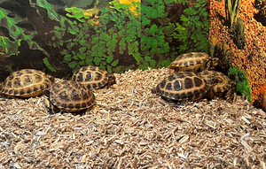 Nelivarvaskilpikonnan poikasia (2 valokuva sivusta 2)