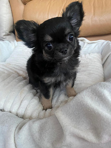 Продаётся очаровательная девочка ЧИХУАХУА 2,5 месяца (3 фото из 8)