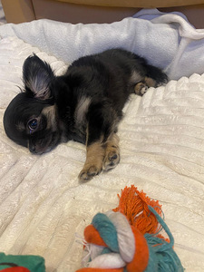 Продаётся очаровательная девочка ЧИХУАХУА 2,5 месяца (4 фото из 8)