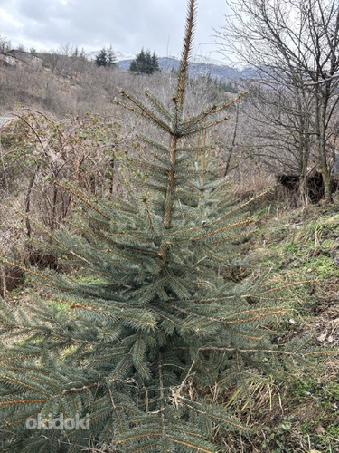 Եղևնիներ (2)