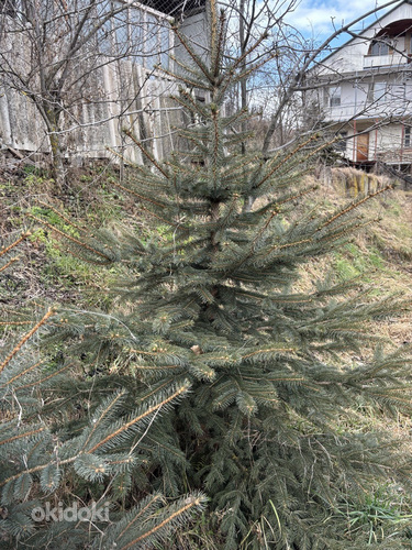 Եղևնիներ (3)