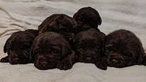 Burvīgi Labradora retrīvera kucēni
