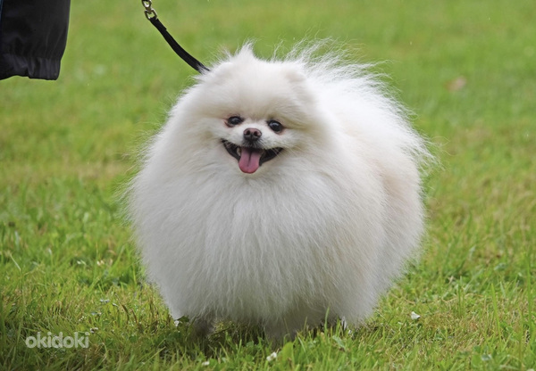 Piedāvāju baltu špicu