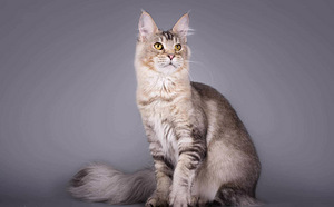 Maine Coon tyttö 4v (2 valokuva sivusta 5)